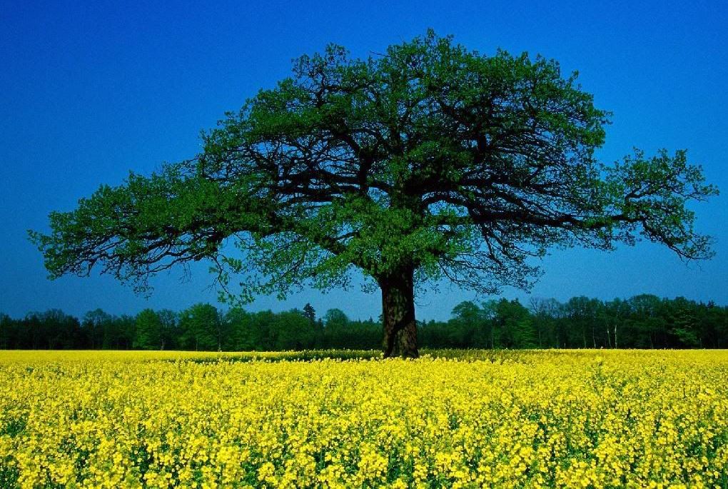54031_Papel-de-Parede-Esplendor-de-Primavera_1024x768