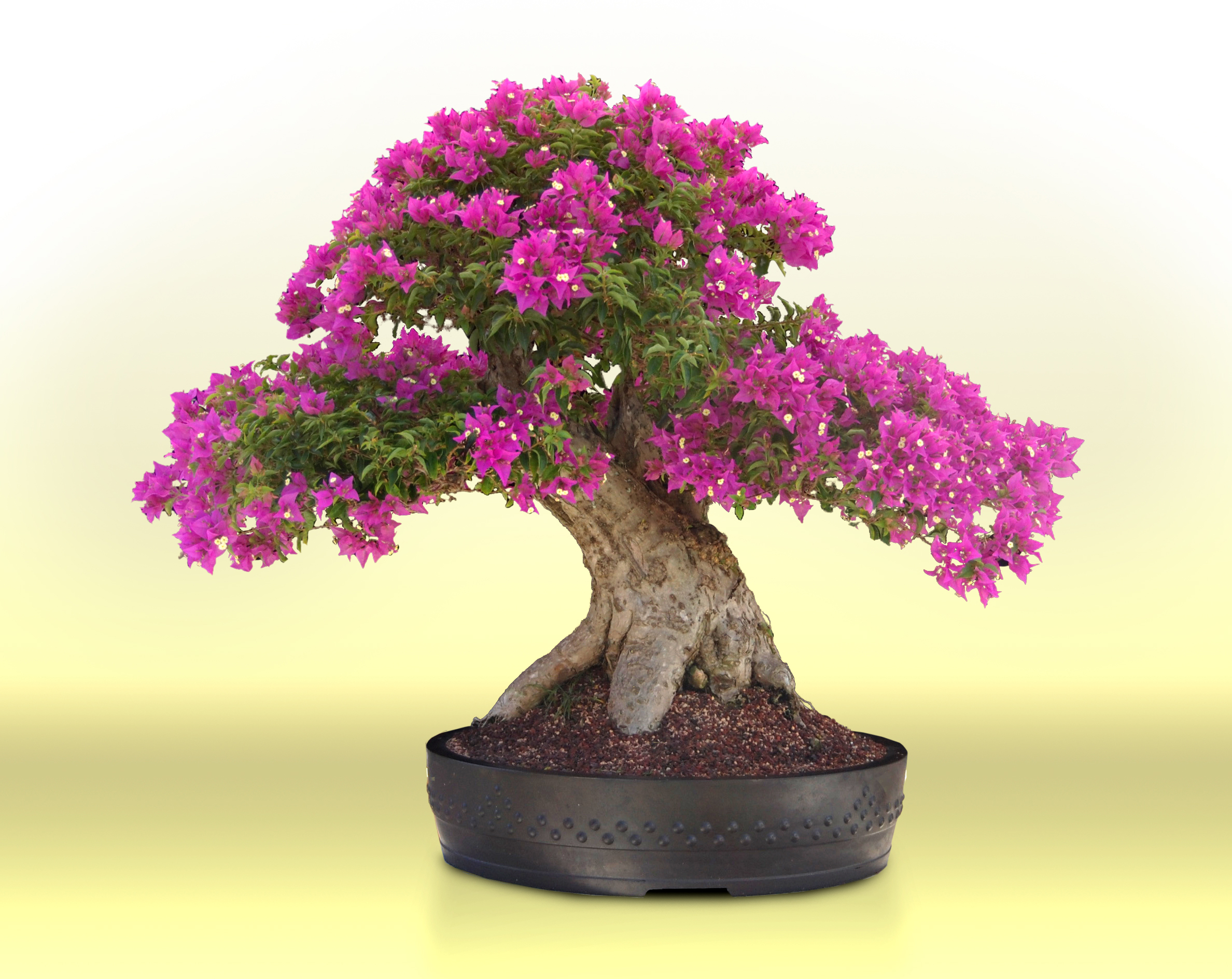 primavera-1